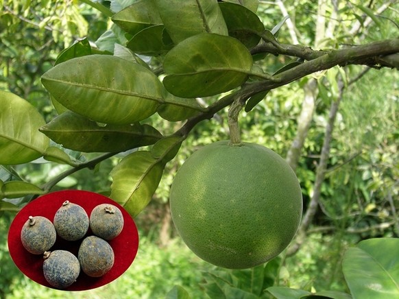 化橘红烘干工艺