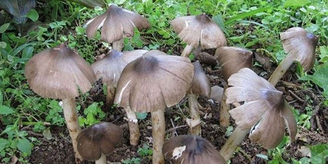 鸡枞菌烘干工艺