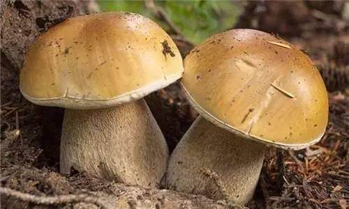 牛肝菌烘干工艺